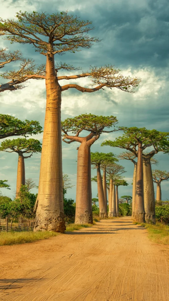 Aleja Baobabów na Madagaskarze