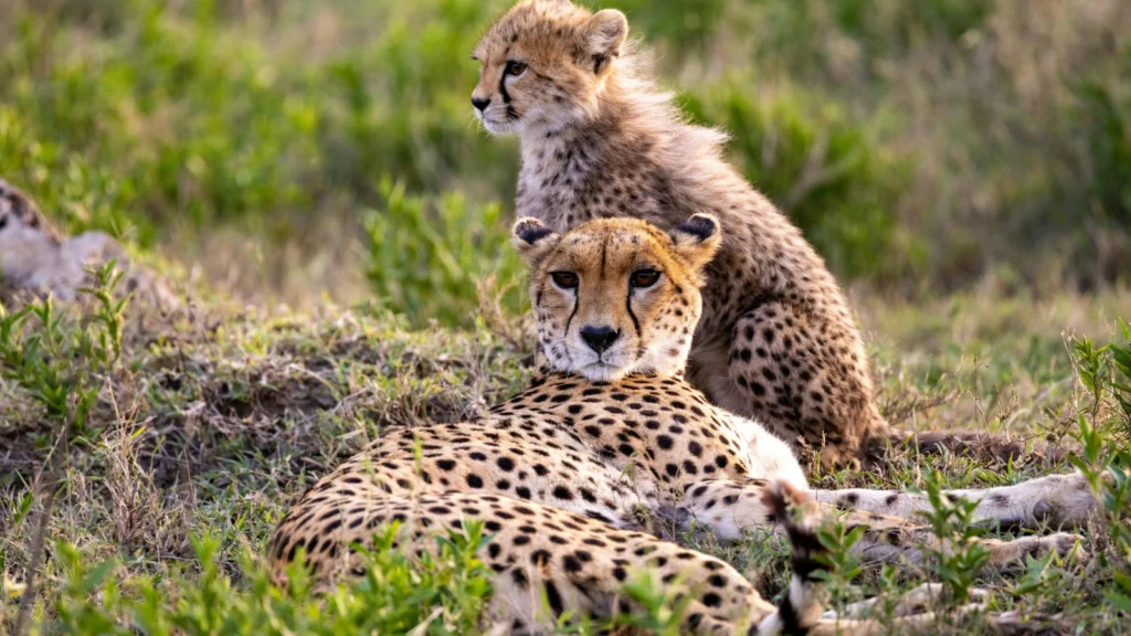 Gepardy w Parku Narodowym Masai Mara