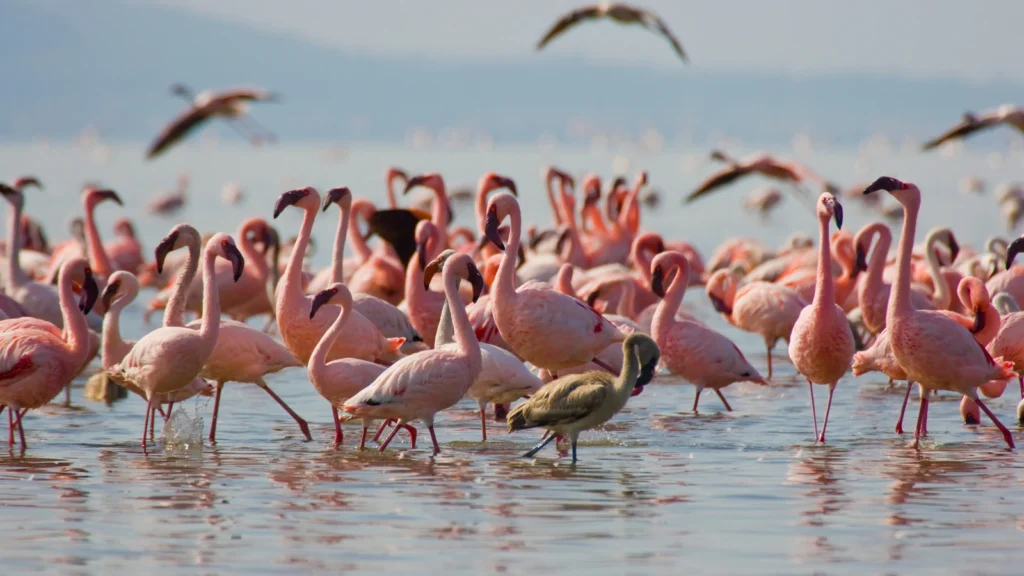 Jezioro Nakuru z flamingami