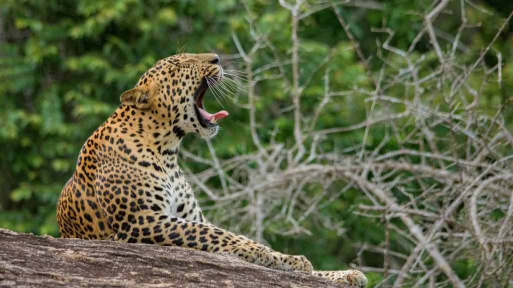 Park Narodowy Yala to popularny kierunek wycieczek typu safari