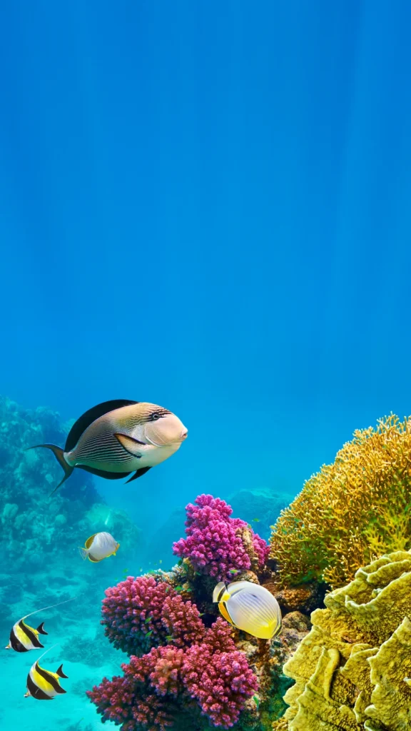 Rafa koralowa przy Sharm el Sheikh