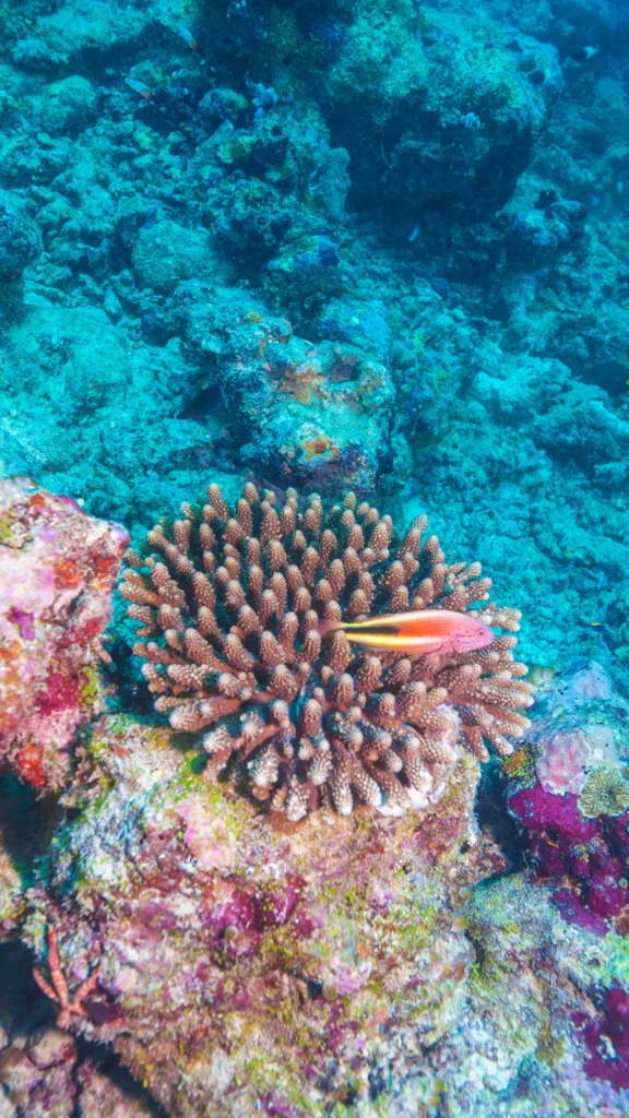 Rafy koralowe na Malediwach