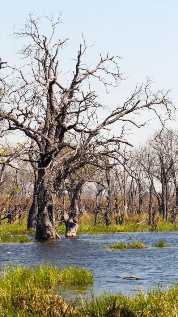 W Rezerwacie Moremi można spotkać słonie i inne egzotyczne zwierzęta