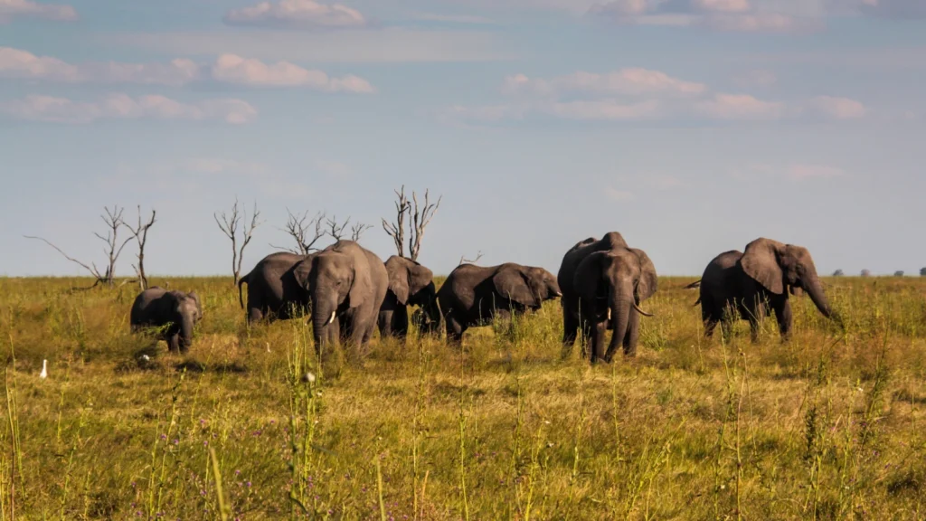 Wędrujące słonie w Savuti